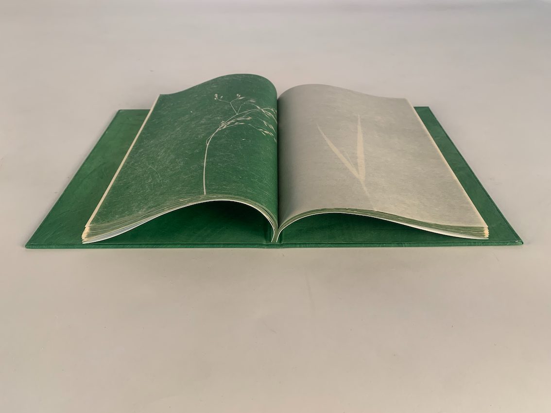 Leaves of Grass, Didier Mutel, vue 2
