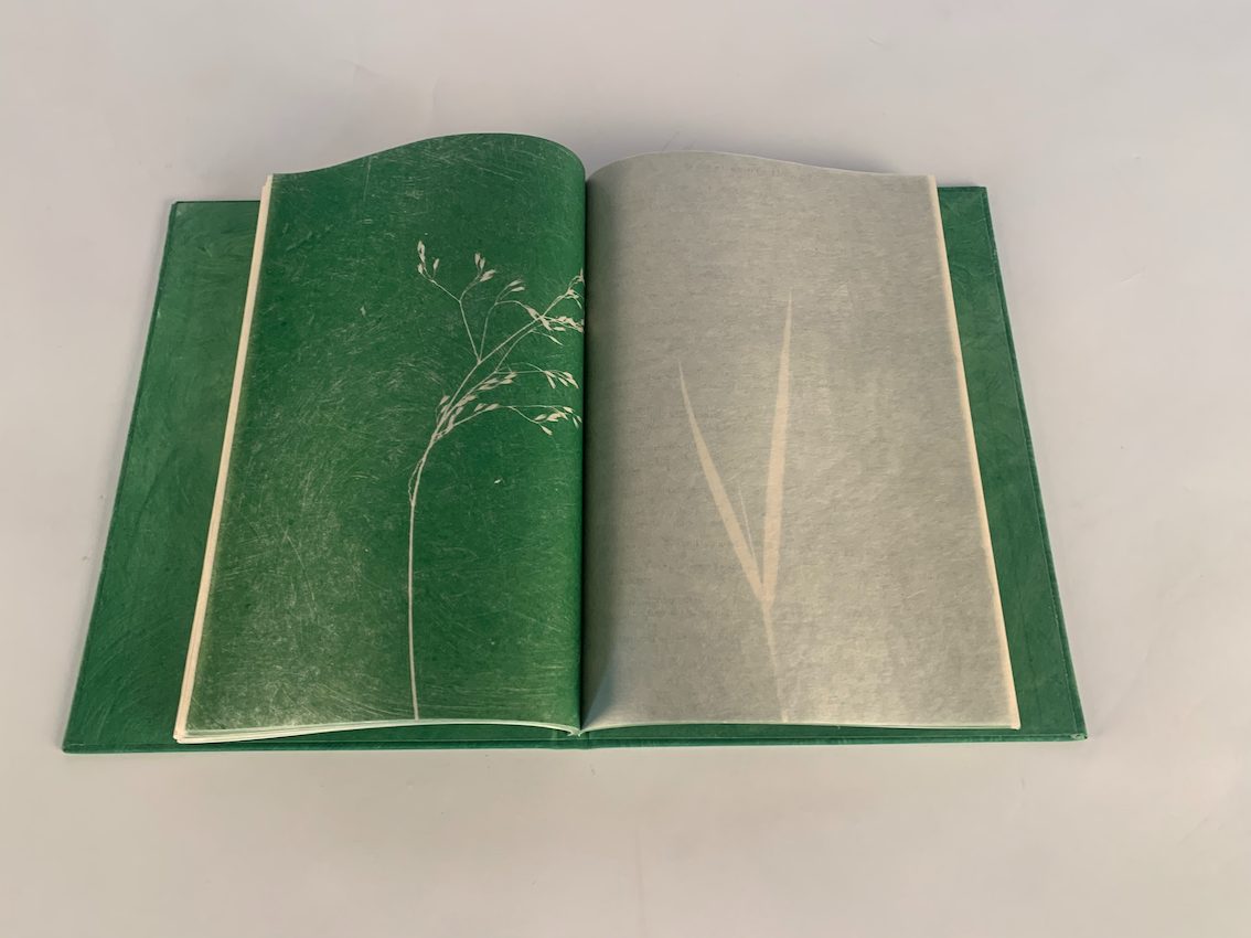 Leaves of Grass, Didier Mutel, vue 3