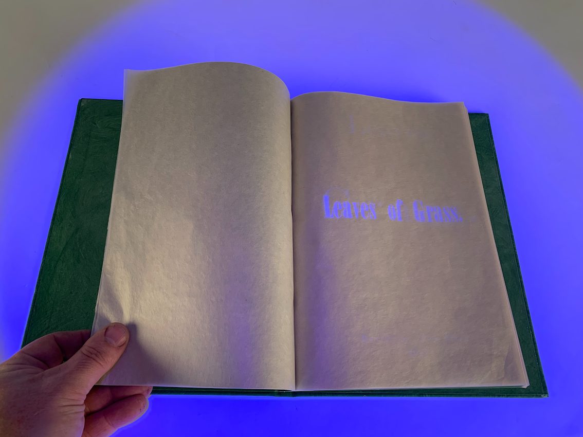 Leaves of Grass, Didier Mutel, vue 9