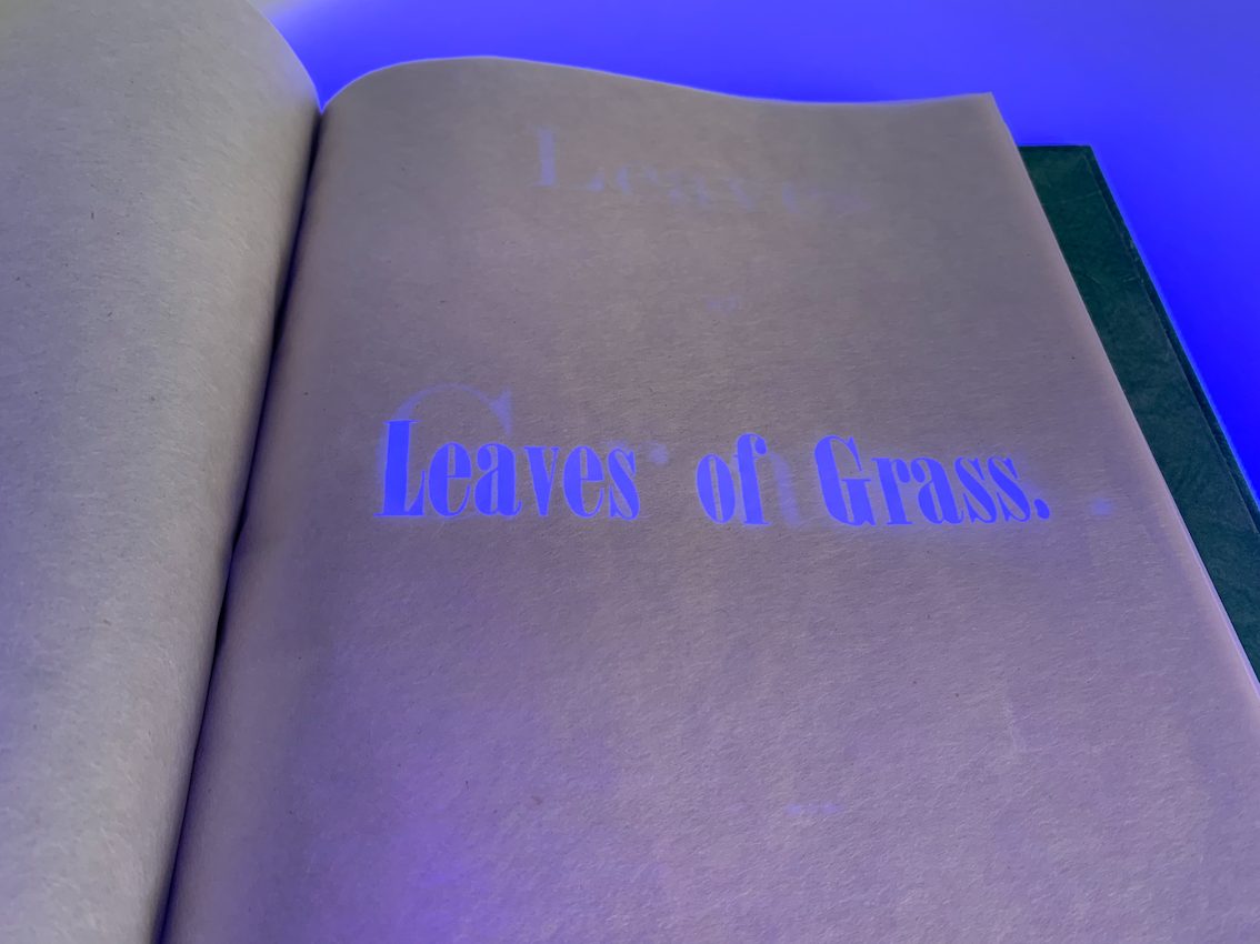 Leaves of Grass, Didier Mutel, vue 10